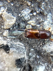 Monarthrum dentigerum