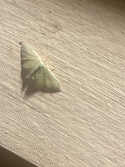 Nemoria lixaria