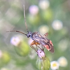 Polymerus