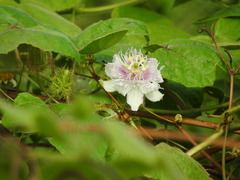 Passiflora vesicaria