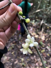 Annonaceae