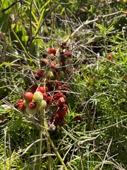 Asparagus aethiopicus