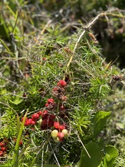 Asparagus aethiopicus