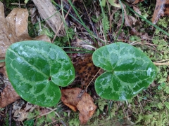 Hexastylis virginica