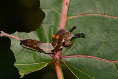 Limenitis