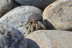 Coenobita compressus
