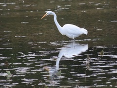 Ardea alba