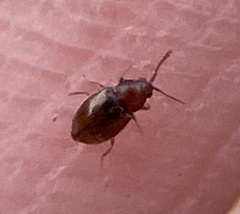Atomaria