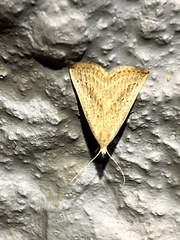 Macrochilo louisiana