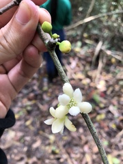 Annonaceae