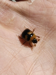 Bolbocerosoma hamatum