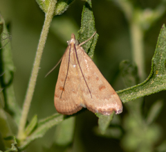 Achyra rantalis