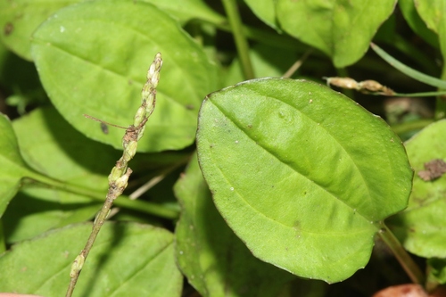 Plantago asiatica observed 2022-10-03