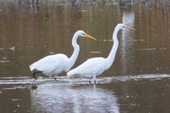 Ardea alba