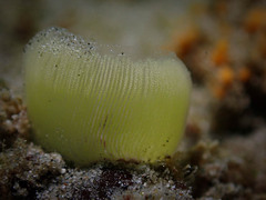 Euthyneura