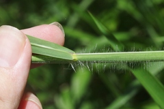 Ischaemum polystachyum
