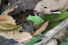 Hyla avivoca