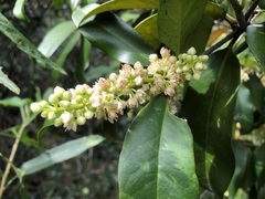 Corynocarpus rupestris arborescens