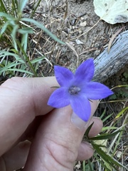 Campanula rotundifolia