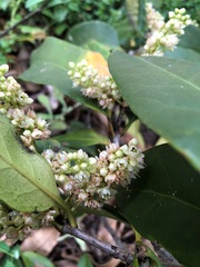 Corynocarpus rupestris arborescens