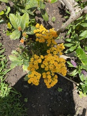Lantana horrida