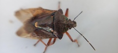 Pinthaeus sanguinipes