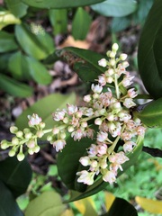 Corynocarpus rupestris arborescens