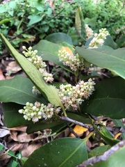 Corynocarpus rupestris arborescens