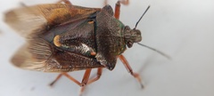 Pinthaeus sanguinipes