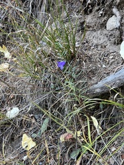 Campanula rotundifolia