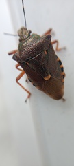 Pinthaeus sanguinipes