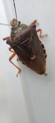 Pinthaeus sanguinipes
