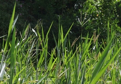 Ischaemum polystachyum