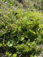 Asparagus aethiopicus