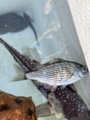 Cymatogaster aggregata