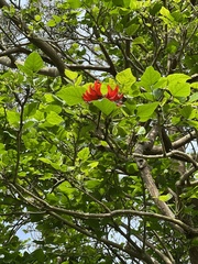 Erythrina ×sykesii