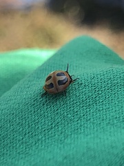 Hippodamia parenthesis