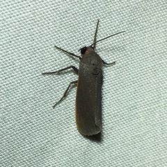 Virbia laeta