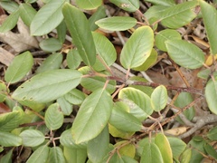 Frangula californica californica