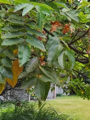 Rhus javanica