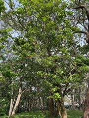 Erythrina ×sykesii