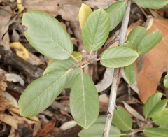 Frangula californica californica