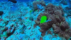 Forcipiger