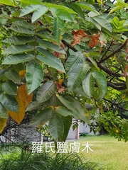 Rhus javanica