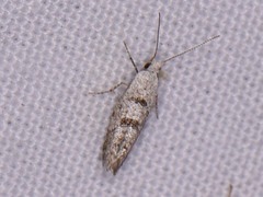 Argyresthia austerella