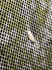 Curtara insularis