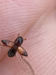 Monarthrum dentigerum