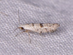 Argyresthia austerella