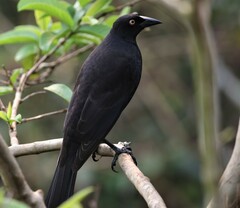 Molothrus oryzivorus