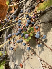 Vitis girdiana